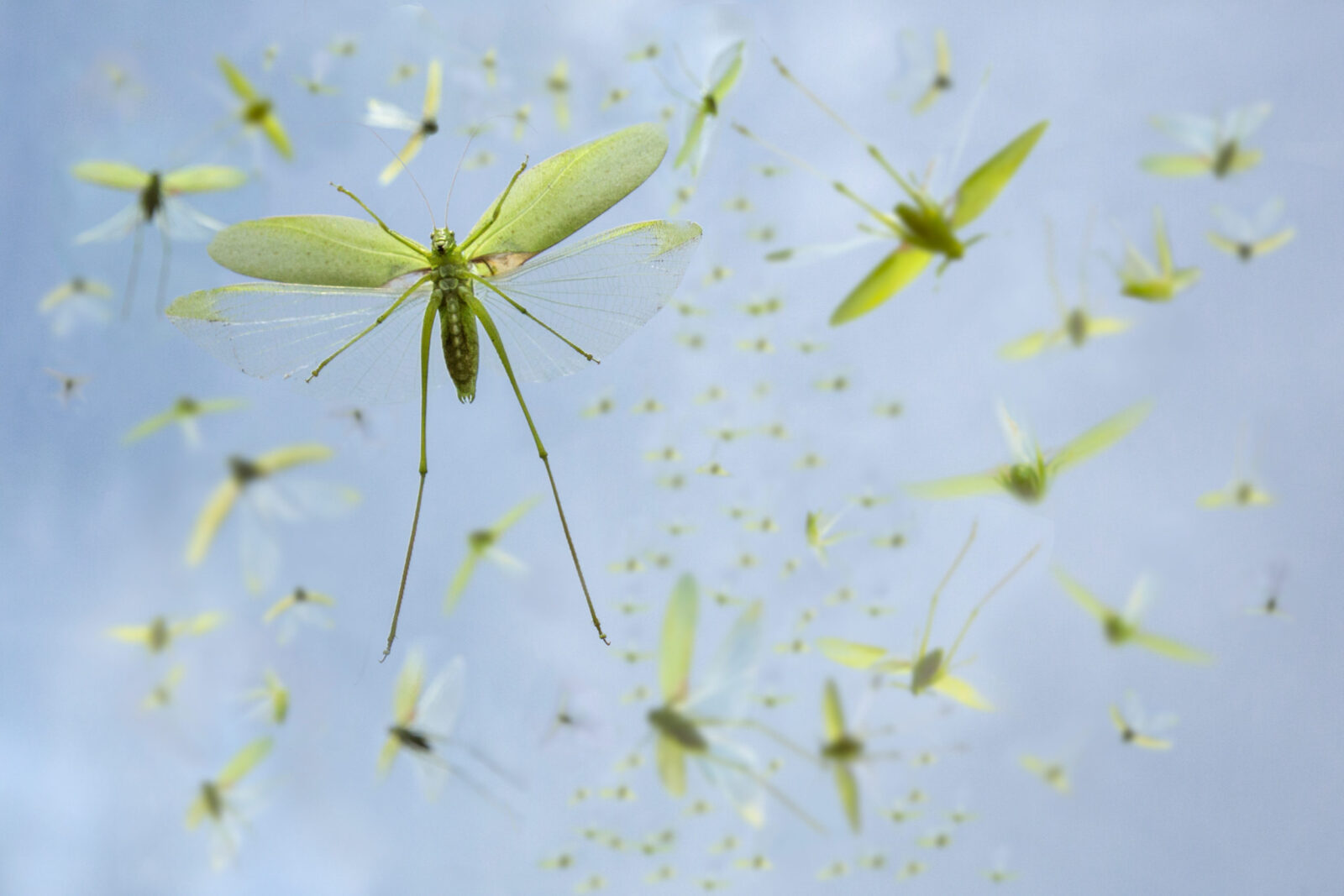 Group of flying Amblycorypha oblongifolia (bush crickets) against a sky background. Credit Martin Tampier