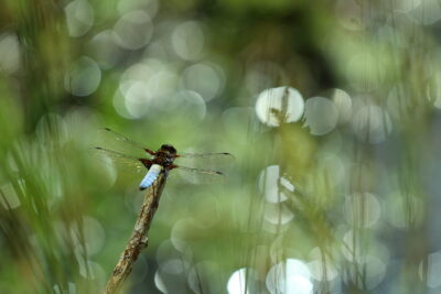Banner image for Aquatic Insect SIG, Broad Bodied Chaser dragonfly on a stick agains at green background.