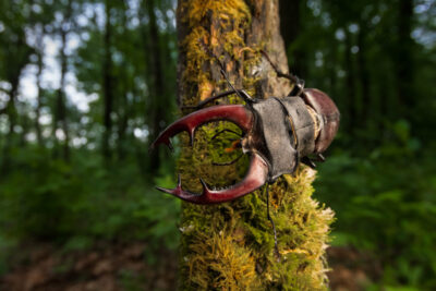 Stag beetle on a tree with woodland background. Credit Zoltan Gyori