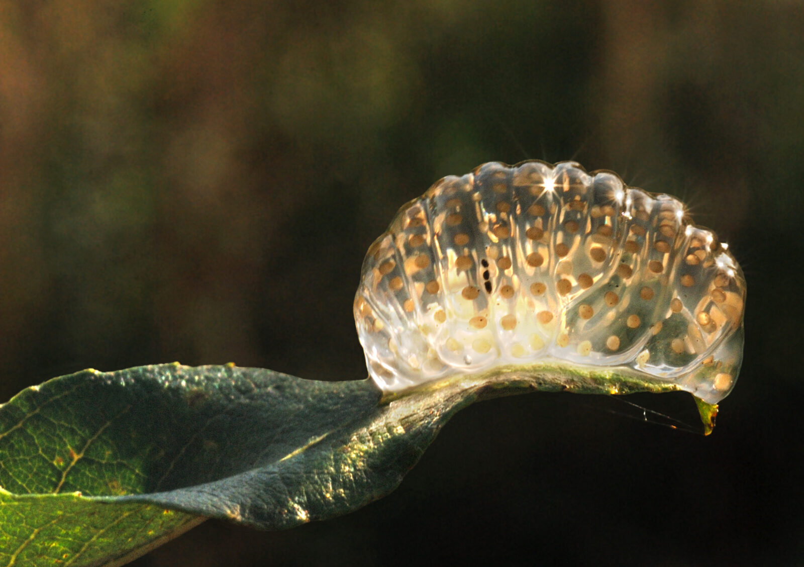 Caddis fly egg mass on leaf overhanging water, Credit Danny Beath