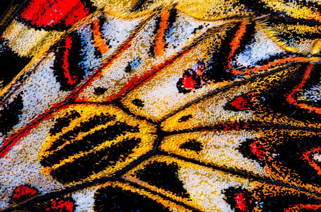 Close up of Zerynthia polyxena butterfly wing Credit Petar Sabol