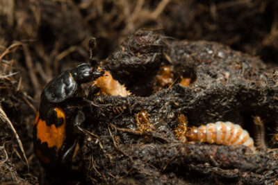 Burying beetle with young Credit Tom Houslay
