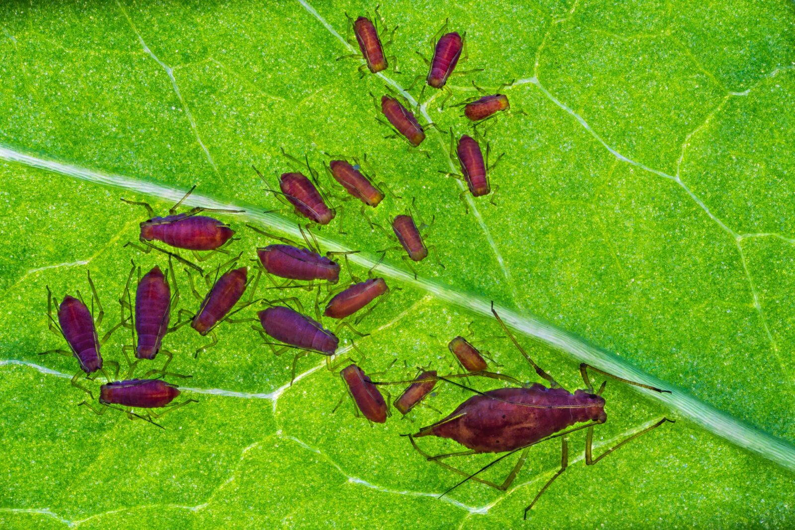 Rose aphids on a green leaf