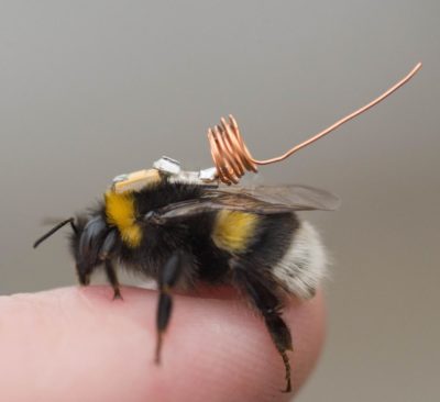 Bumblebee with electronic antenna attched, sitting on a human thumb. Credit Tumbling Dice Ltd