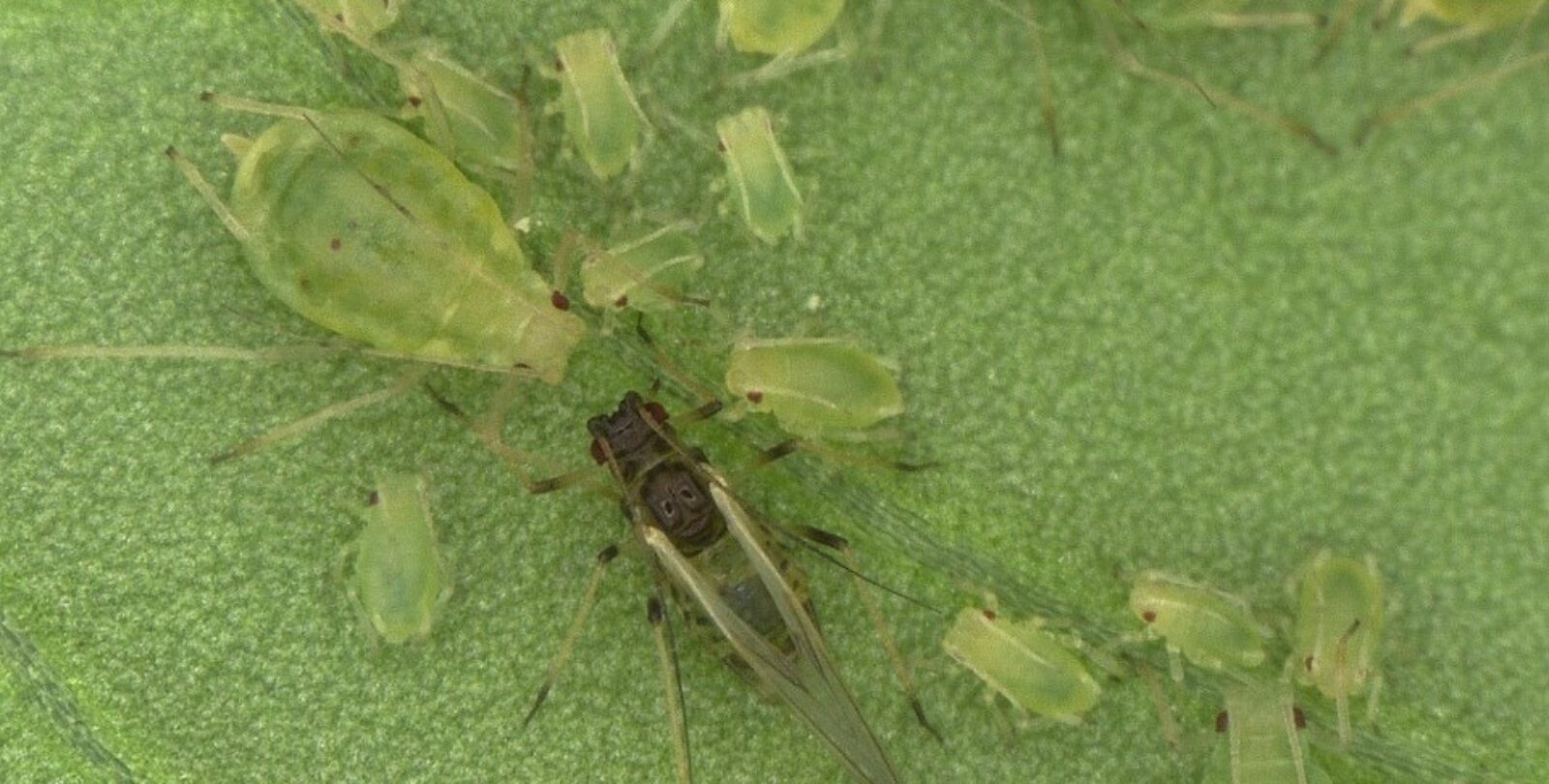 Hemiptera SIG image, Photo (c) Harper Adams University