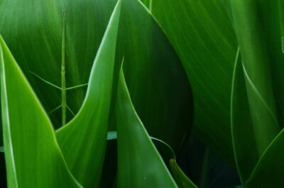 Green stick insect camouflaged again green leaves Credit © João Petronilho