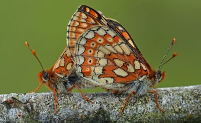 Mating Marsh Fritillary butterflies, on a branch, with a green bakcground Credit Mark Pike
