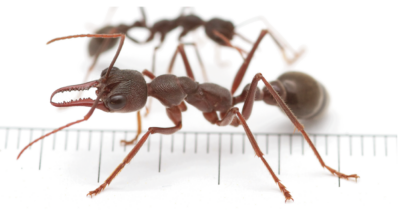The nocturnal bull ant, Myrmecia pyriformis, with white background and size scale with graduations in mm.