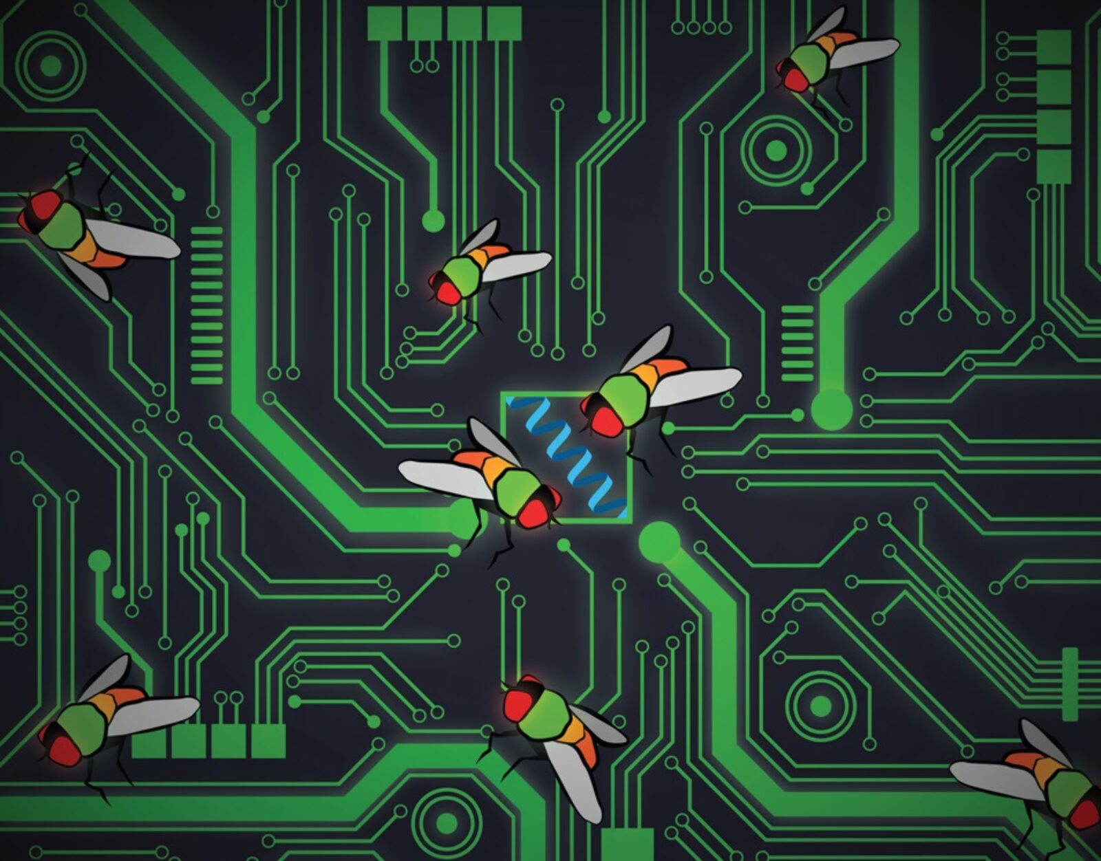Ilustration of fruit flies on black circuitboard with green wiring Credit Omar Akbari