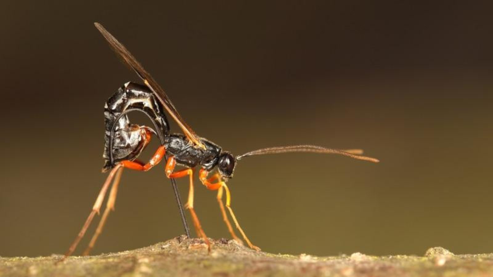 Wasp laying egg.