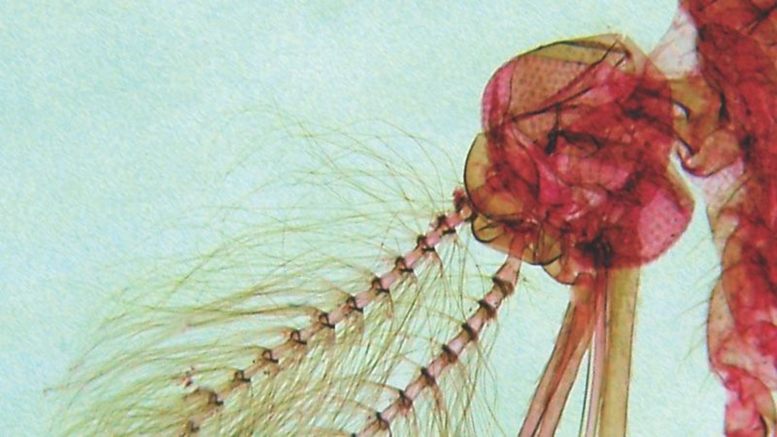 Magnified image of male mosquito head Credit Peter Barnard