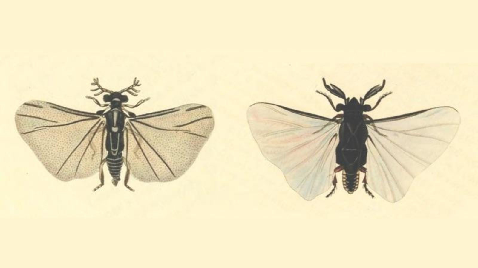 Illustrations of two male adults of Strepsiptera (from Curtis 1823)