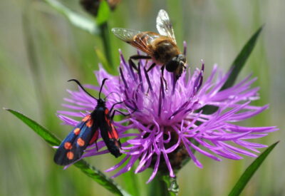 6-spot burnet moth, Zygaena filipendulae, and common drone fly, Eristalis tenax, on brown knapweed Credit Jessica Caterson