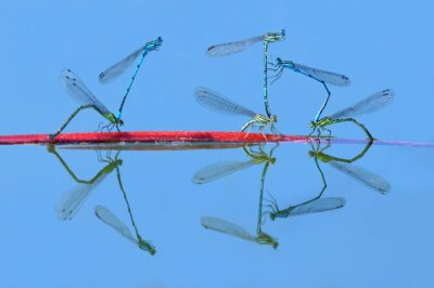 Three mating pairs of damselflies, with blue ksy background and reflection on water.