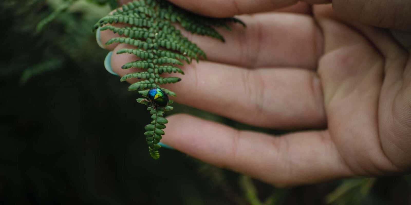 Hand holding a leaf with a blue-green beetle on it