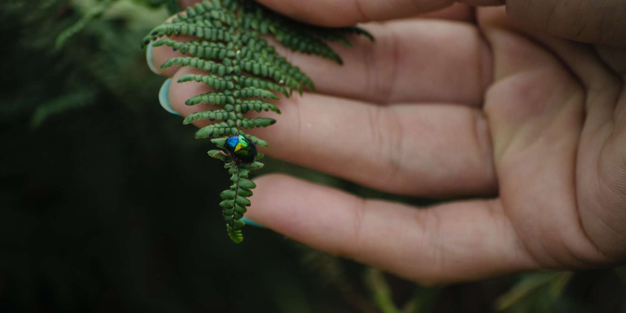 Person holding a leaf with a beetle on it