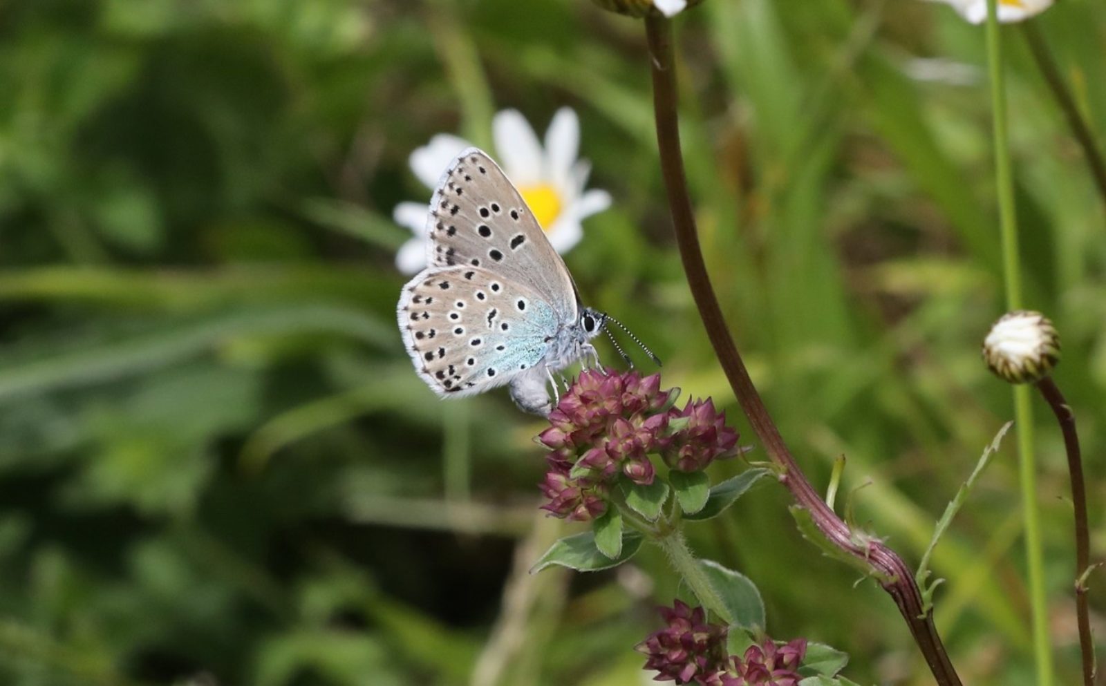 Large Blue Butterfly Laying Eggs on Marjoram Credit Jeremy Thomas