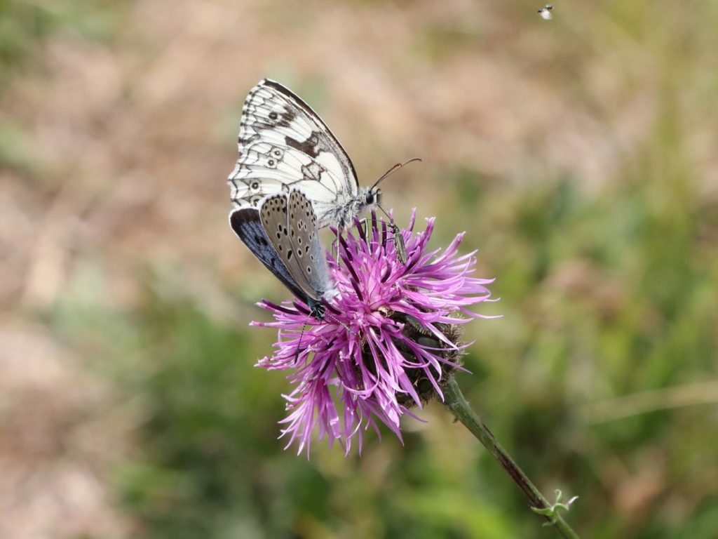 Large Blue Butterfly Marbled White butterfly Jeremy Thomas