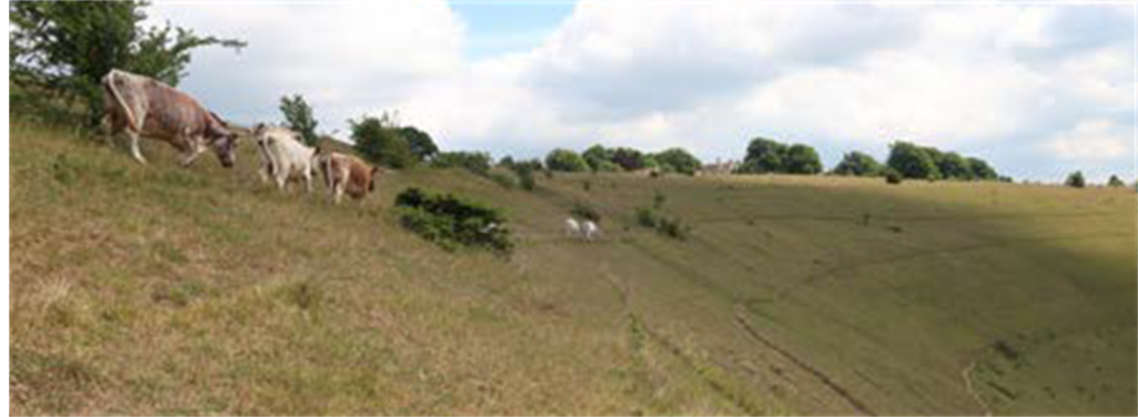 Long Horned Cattle grazing David Simcox