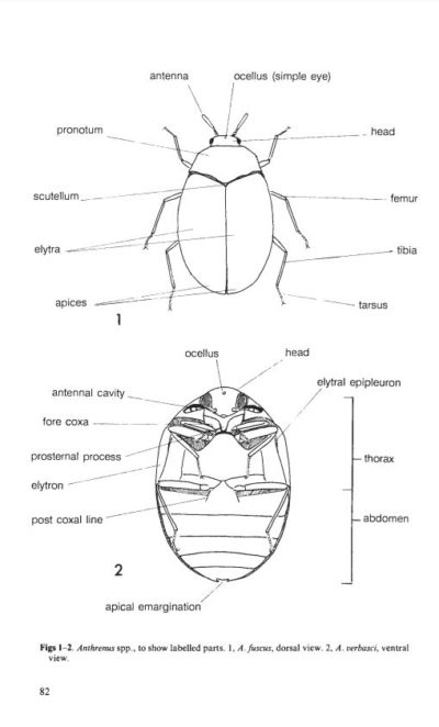 Cover of Adults and Larvae of Hide, Larder and Carpet Beetles and their relatives (Coloptera: Dermestidiae) and of Derodontid Beetles (Coleoptera: Derodontidae). Figures index. RES Handbooks for the Identification of British Insects, Volume 5, Part 3 (Figures)