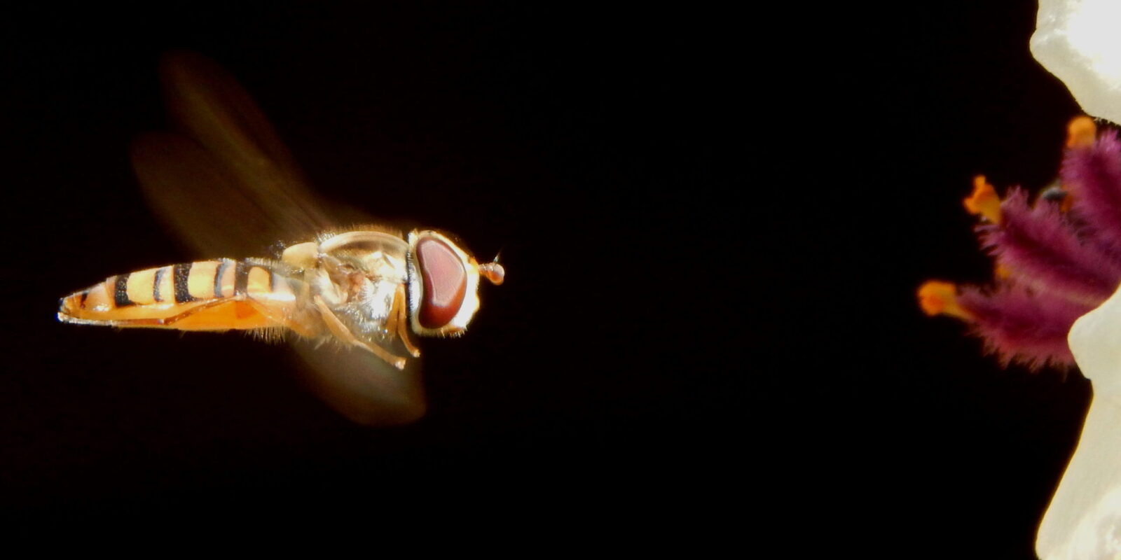 Hoverfly honing in Credit Zach Haynes