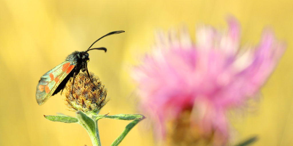 Six-spot burnet and knapweed at dawn Credit Simon Carder