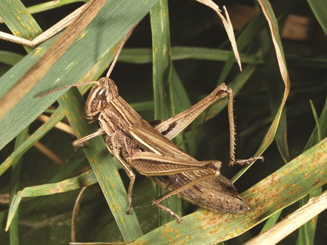 Chorthippus albomarginatus brown colour form Credit Roger Key