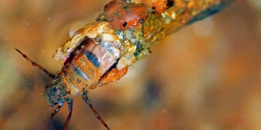 Soft body of a caddis fly larva Credit Jean Paterson