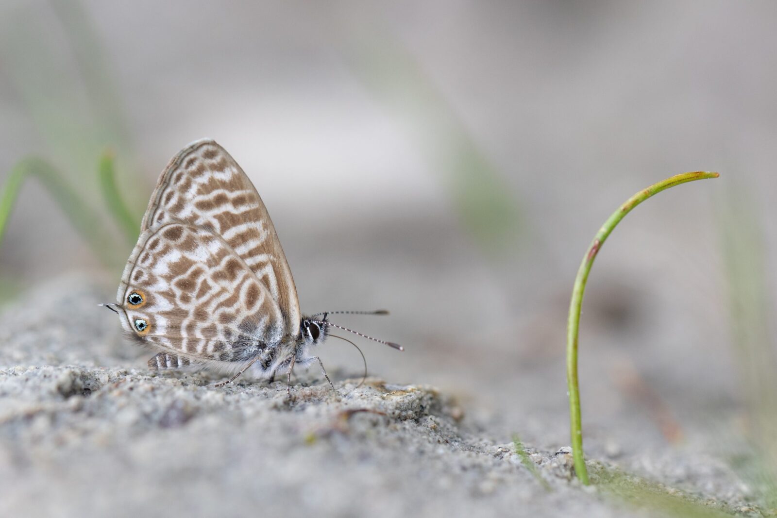 Lang’s Short-tailed Blue (Leptotes pirithous) Credit Alex Perry
