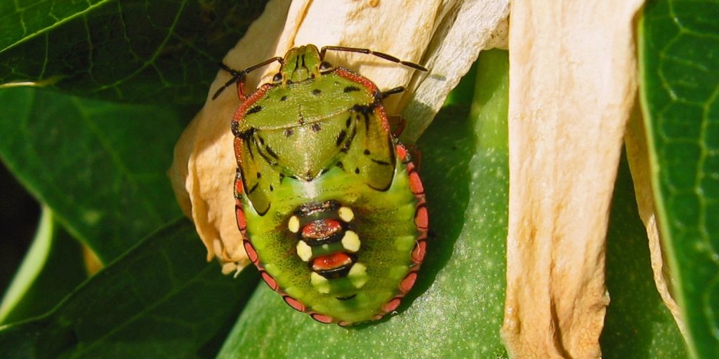 Juvenile vegetable bug on passion fruit in Croatia Credit Ruth Siller