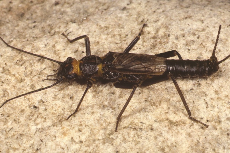 Male brachypterous Diura bicaudata Credit Roger Key