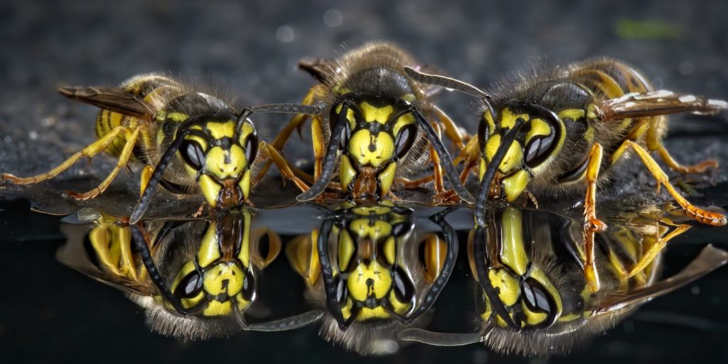 German wasps drinking Credit Alan Clark