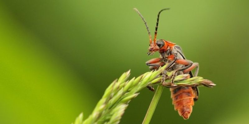 Soldier beetle on sentry duty Credit Greg Hitchcock