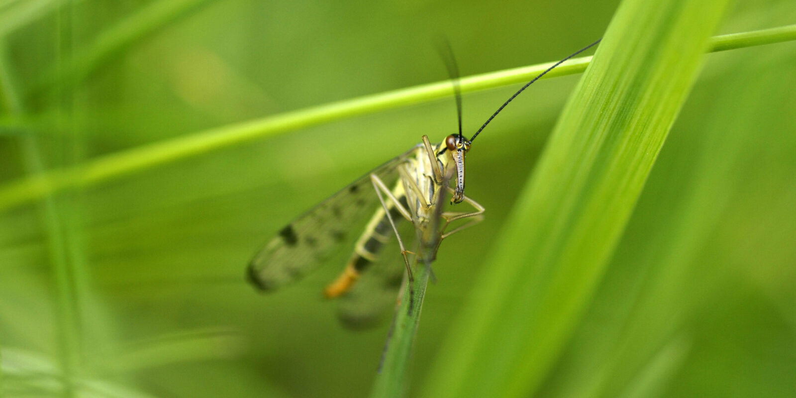 Scorpion Fly, Panorpa communis Credit Alicia Hayden
