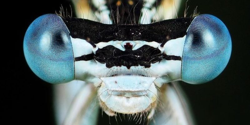 Close up of damselfly eyes in Genemuiden, Netherlands. Credit Marc Brouwer