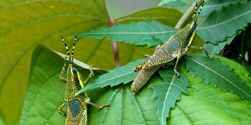 Grasshopper nymphs Credit Narayan Patel