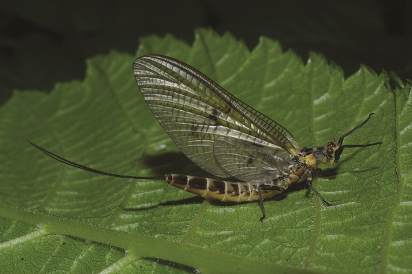 Female mayfly Ephemera danica Credit Stuart Crofts