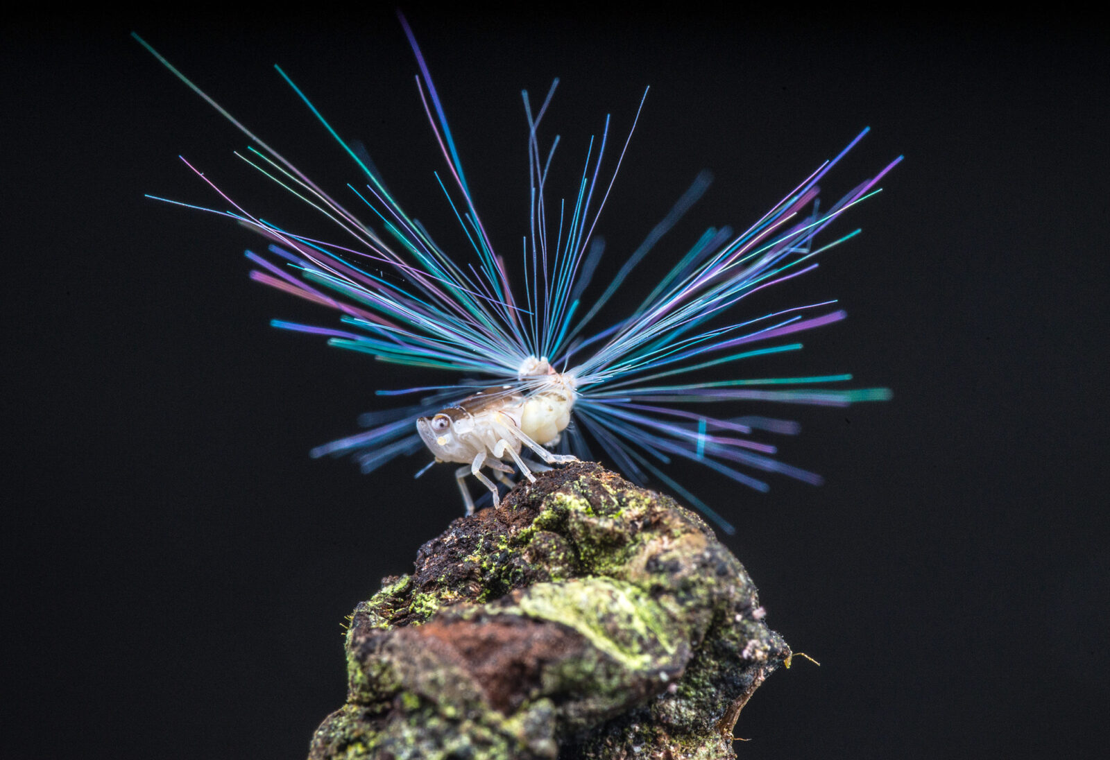 Planthopper nymph with the 'fibre optic' tail Credit Weixiang Lee