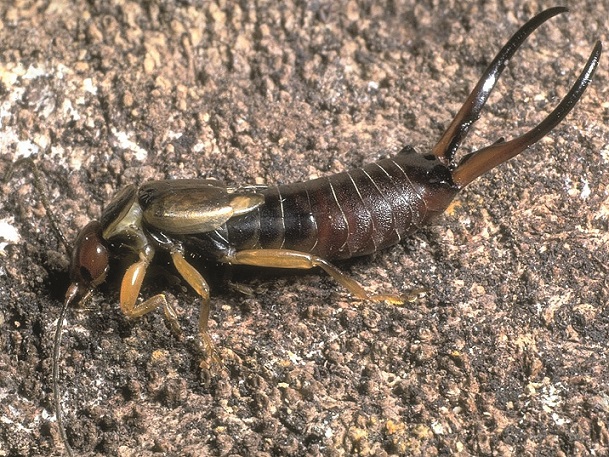 Female Forficula auricularia Credit Roger Key