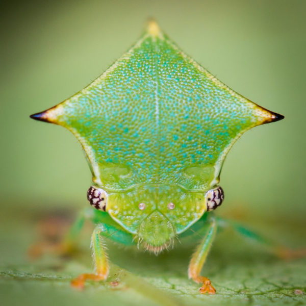 Insect Week - Royal Entomological Society