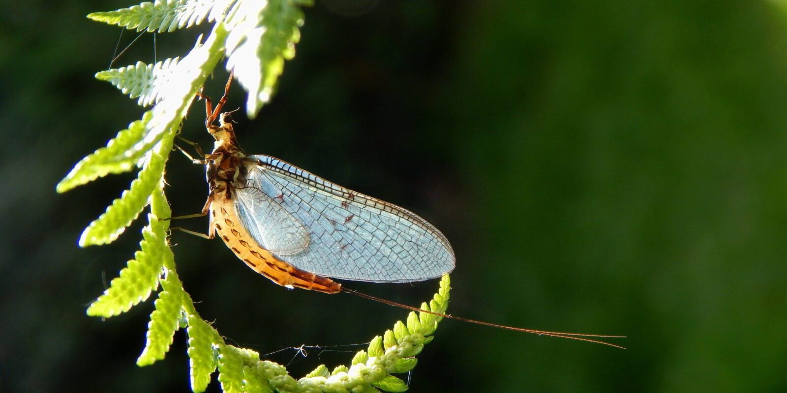 Zach Haynes Mayfly on an unfurled fern frond