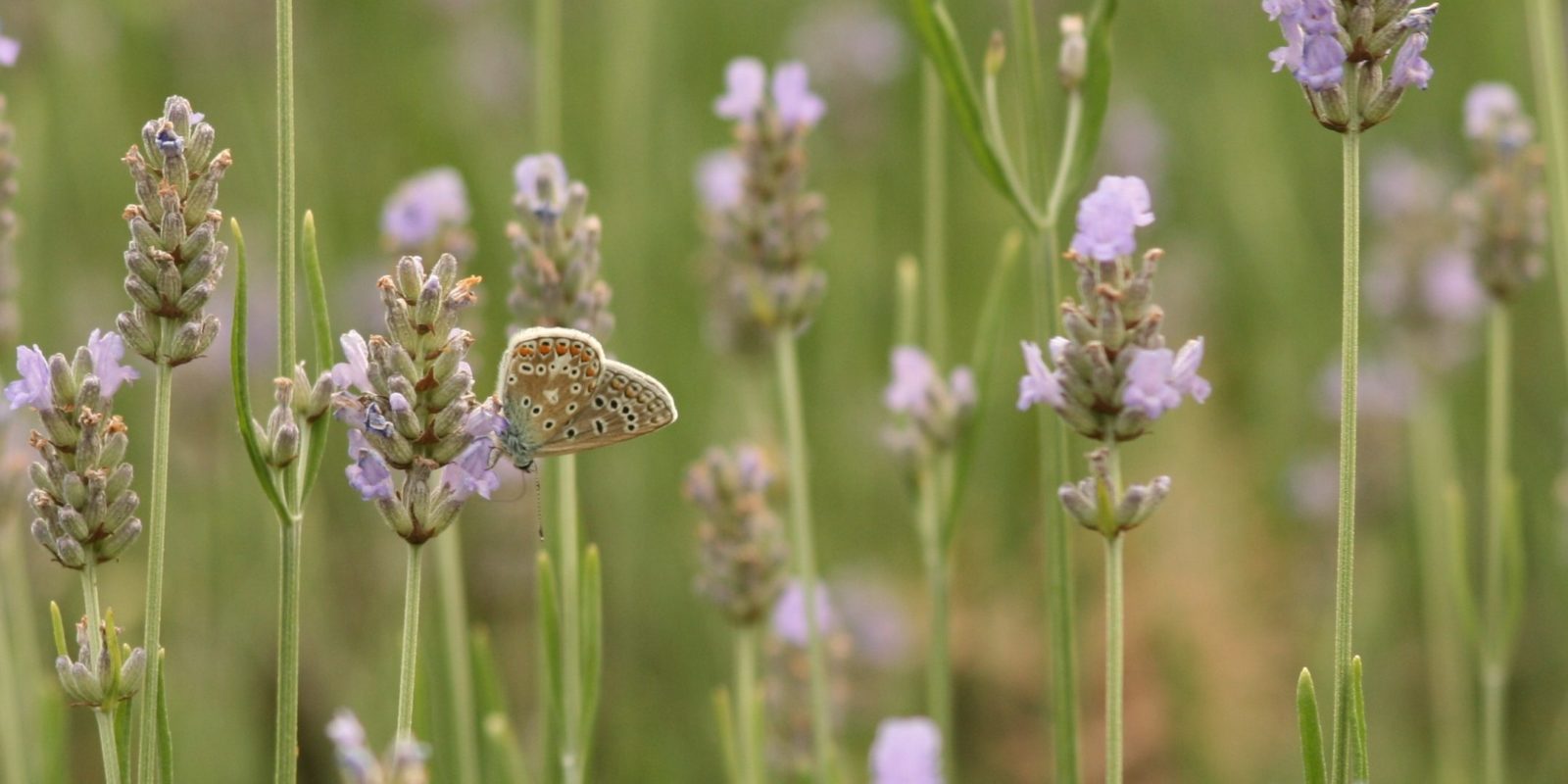 Common blue butterfly, Polyommatus icarus, on lavender Credit Hayley Wiswell