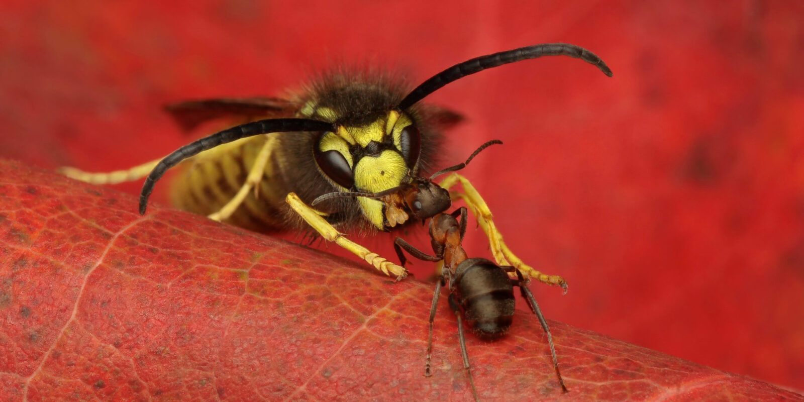 Ant Formica sp. & wasp Vespula sp. Credit Pawel Bieniewski