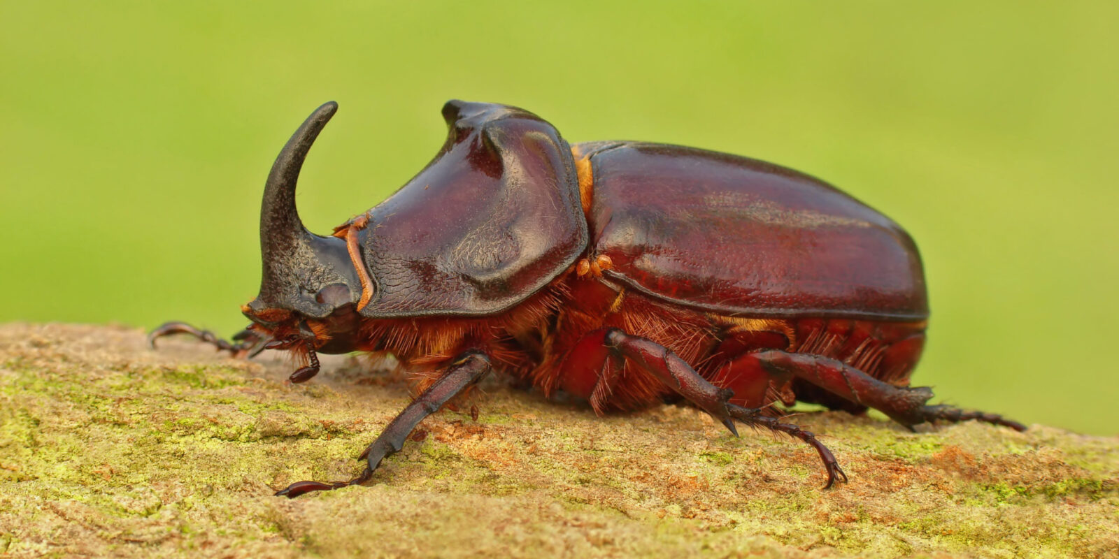 European Rhinoceros beetle, Oryctes nasicornis Credit Pawel Bieniewski