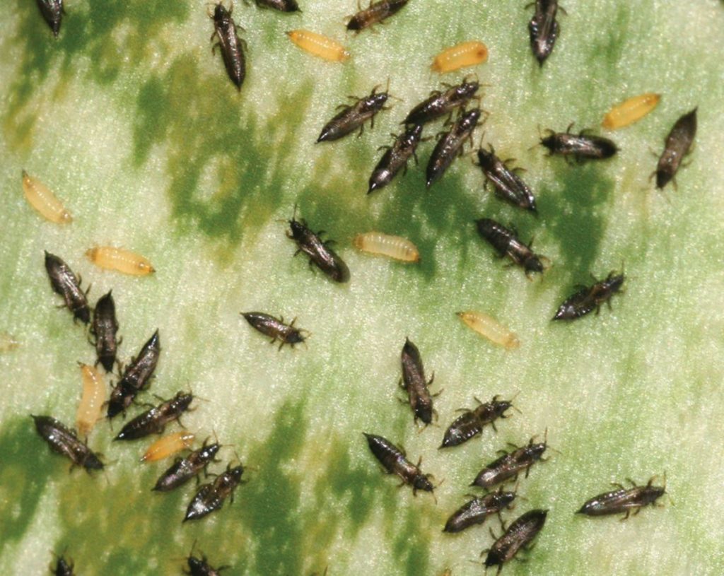 Adults and nymphs of Suocerathrips linguis on Sanseveria trifasciata Credit PaulT