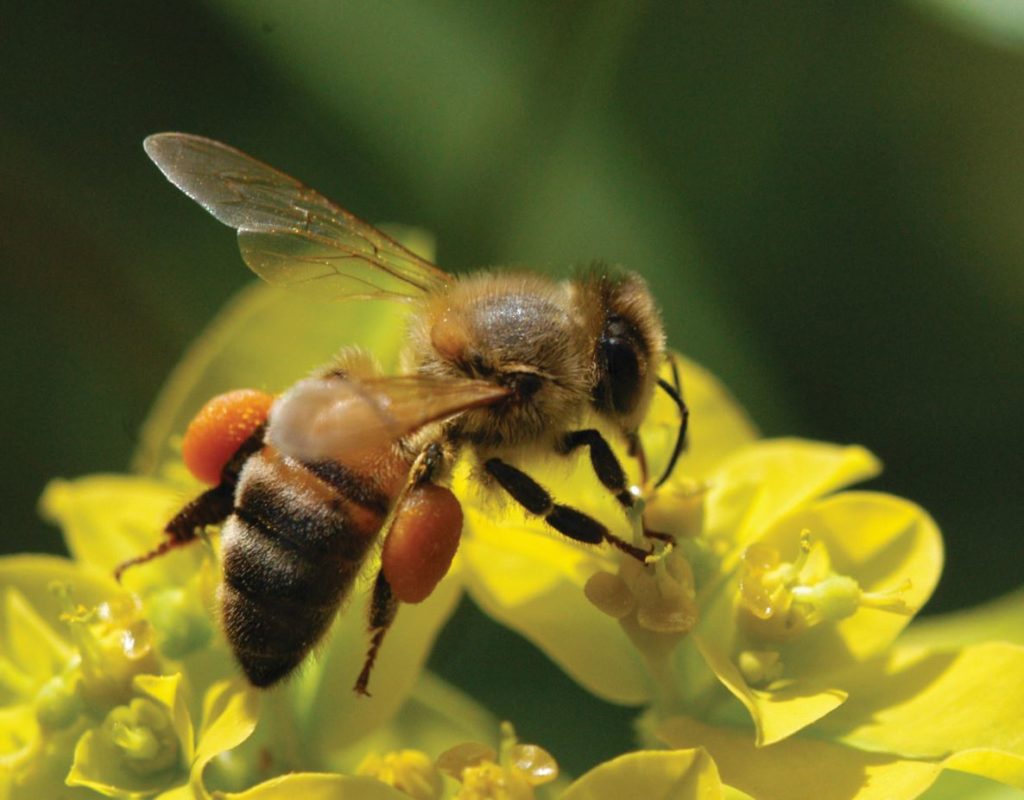 Apidae with pollen baskets Credit Peter Barnard