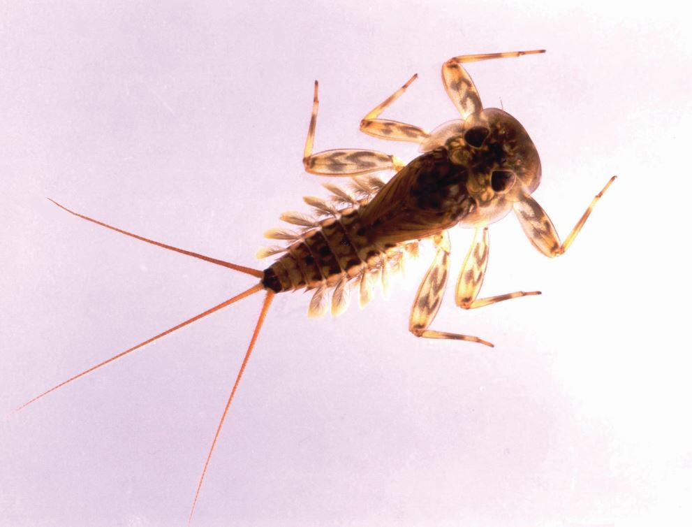 Brook dun nymph Ecdyonurus Credit Stuart Crofts