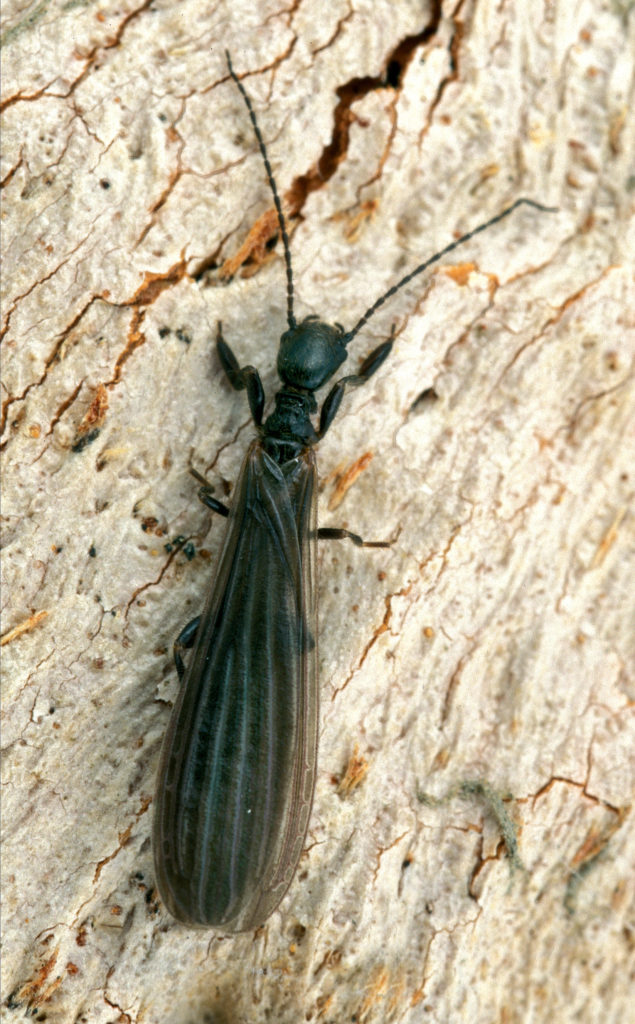 Embioptera Credit CSIRO