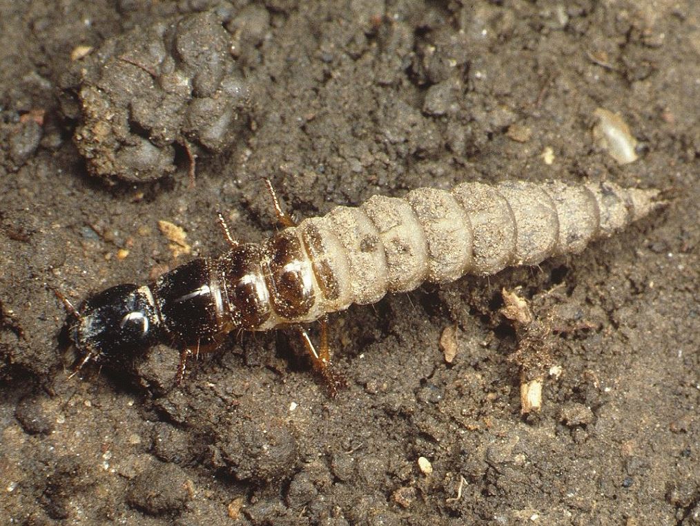 Carabidae larvae Credit Roger Key