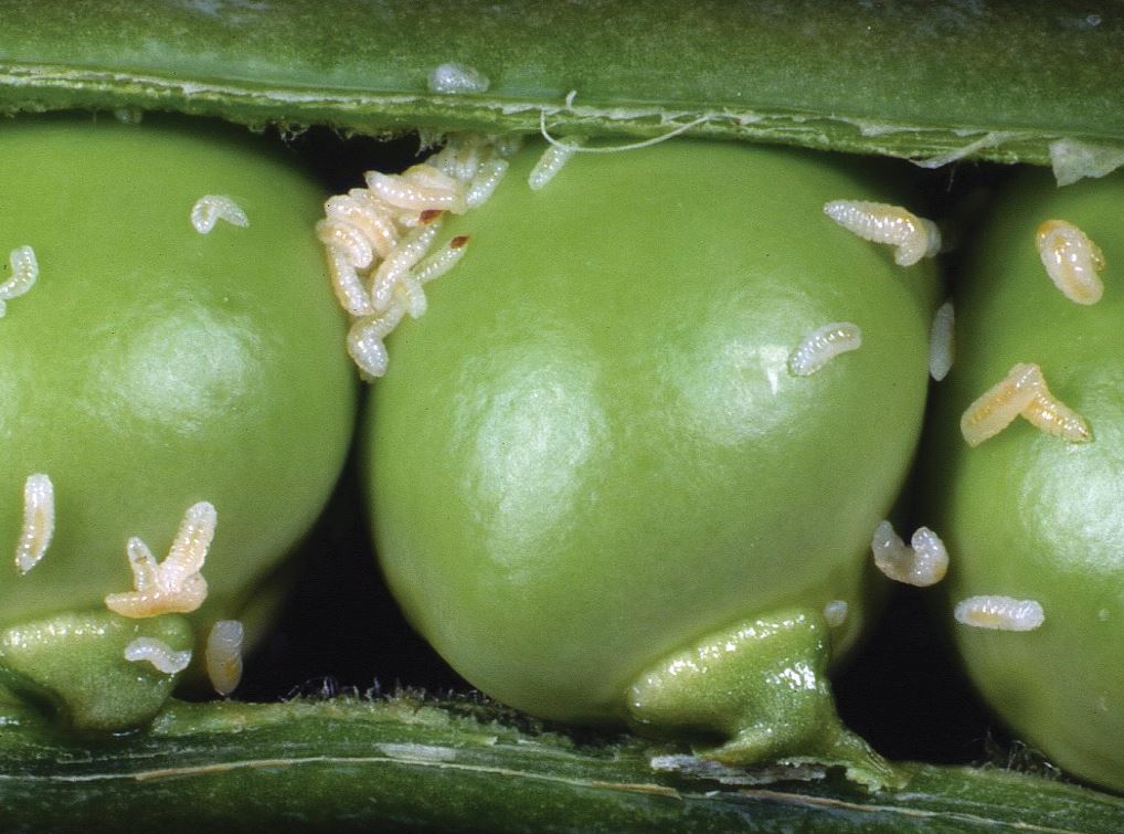 Cecidomyiidae larvae on peas Credit Roger Key